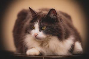 Olivier MULHAUPT - IMPACT PHOTOGRAPHIE ANJOU